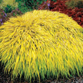 All Gold Hakone Grass