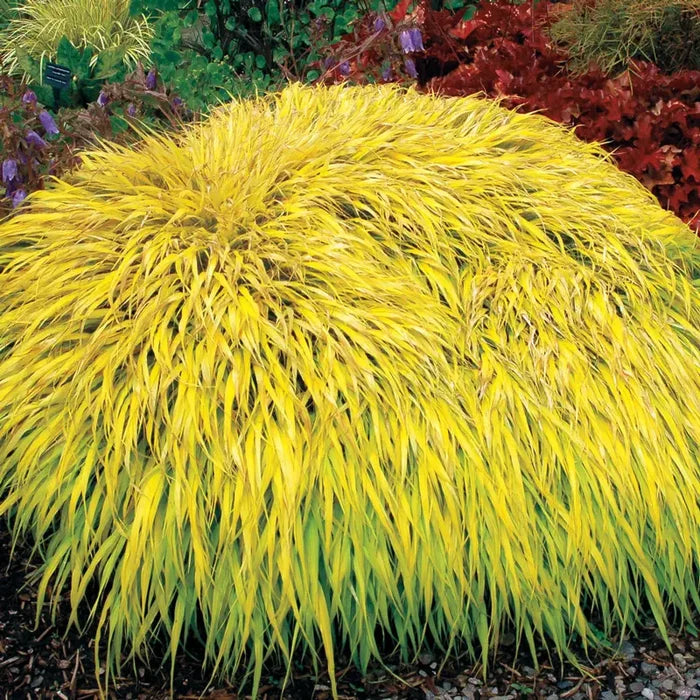 All Gold Hakone Grass
