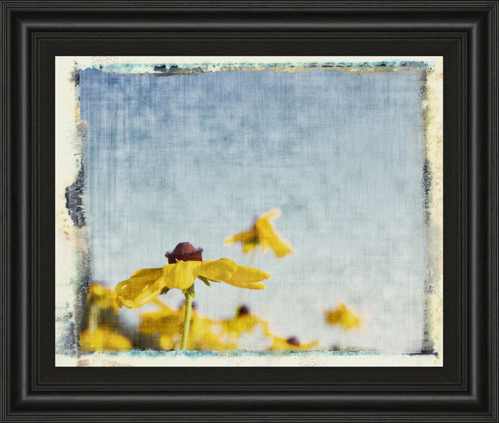 Blackeyed Susan's I By Meghan Mc Sweeney - Framed Print Wall Art - Light Blue
