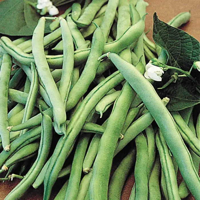 Blue Lake Superior Bush Bean