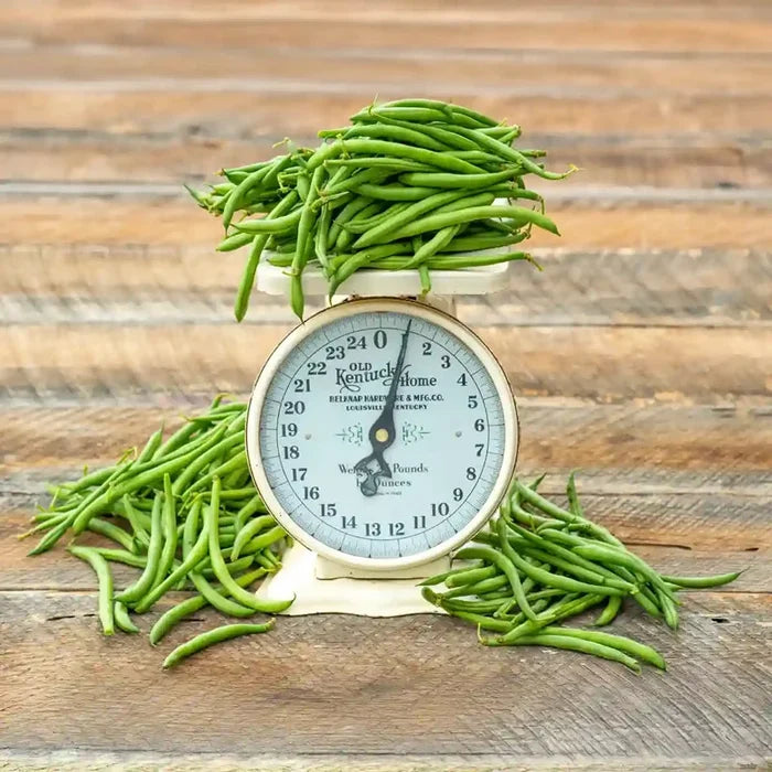 Blue Lake Superior Bush Bean