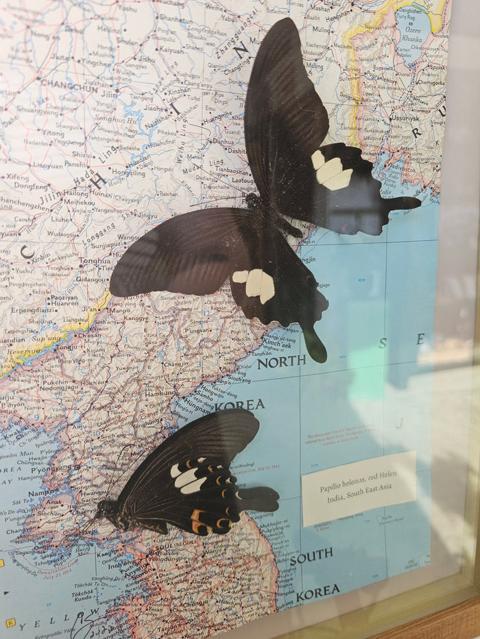 Butterfly on Map of Asia