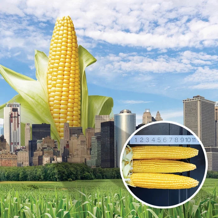 Cornzilla Sweet Corn (sh2)
