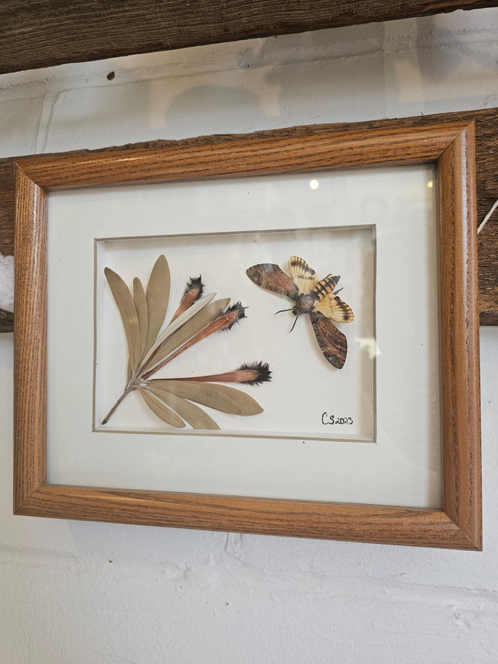 Death's Head Hawkmoth with Protea
