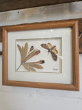 Death's Head Hawkmoth with Protea