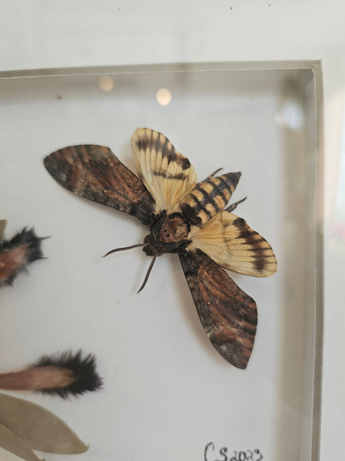 Death's Head Hawkmoth with Protea