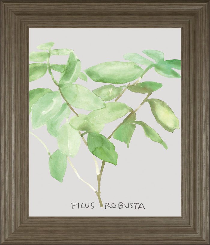 Ficus Robusta By Katrien Soeffers - Framed Print Wall Art - Green