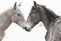 Gentle Herd By Danita Delimont - Gray