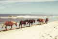 Horses On The Beach By Kathy Mansfield - Light Blue