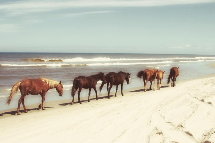 Horses On The Beach By Kathy Mansfield - Light Blue