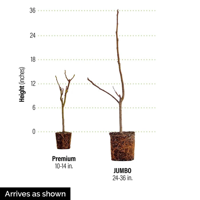 Improved Brown Turkey Fig Tree