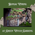 Intensive Bonsai Wiring Class