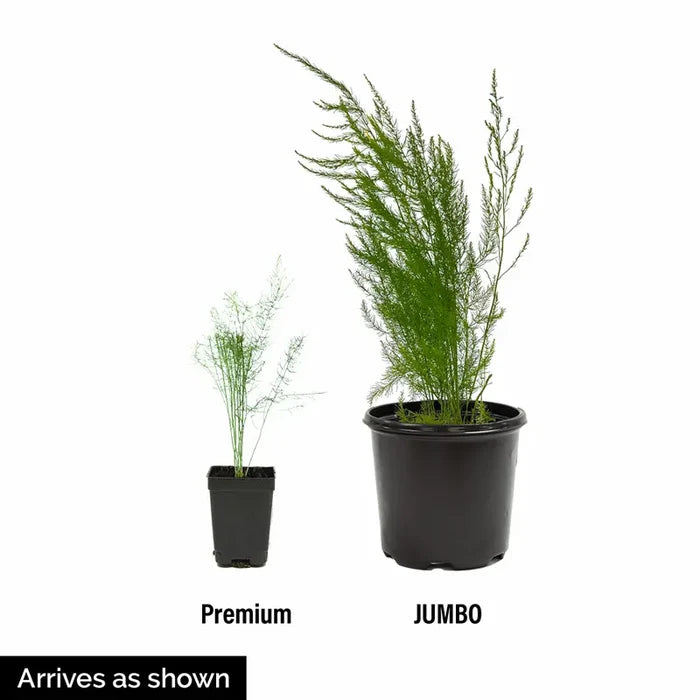 Jersey Supreme Asparagus Plant