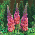 Kaleidoscope Butterfly Bush