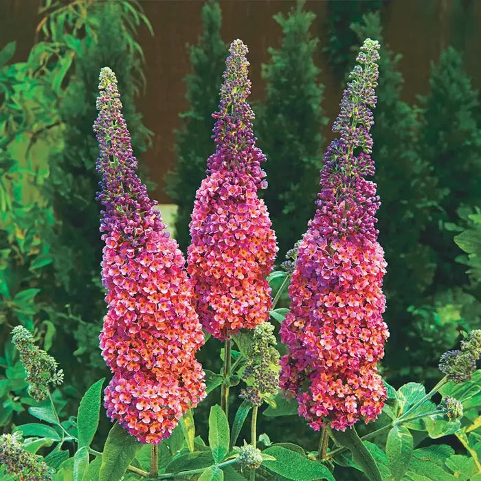 Kaleidoscope Butterfly Bush