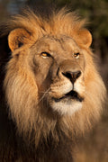 Lion At Sunset By Jimmy'z - Light Brown
