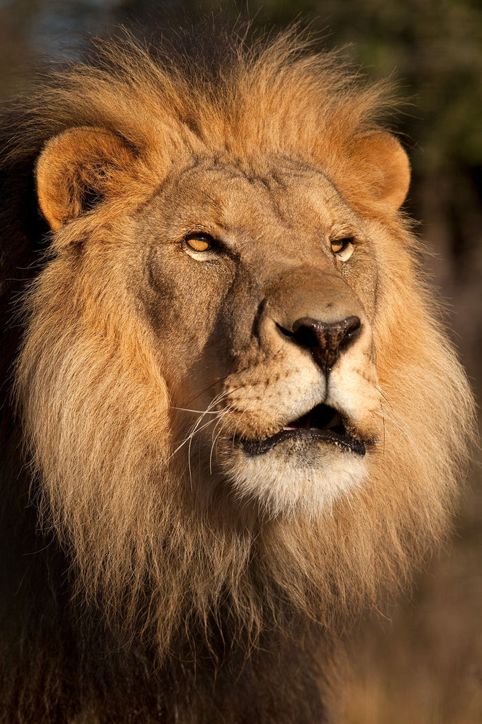 Lion At Sunset By Jimmy'z - Light Brown