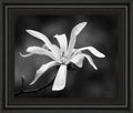 Magnolia Dreams I By Geyman Vitaly - Framed Print Wall Art - Dark Gray