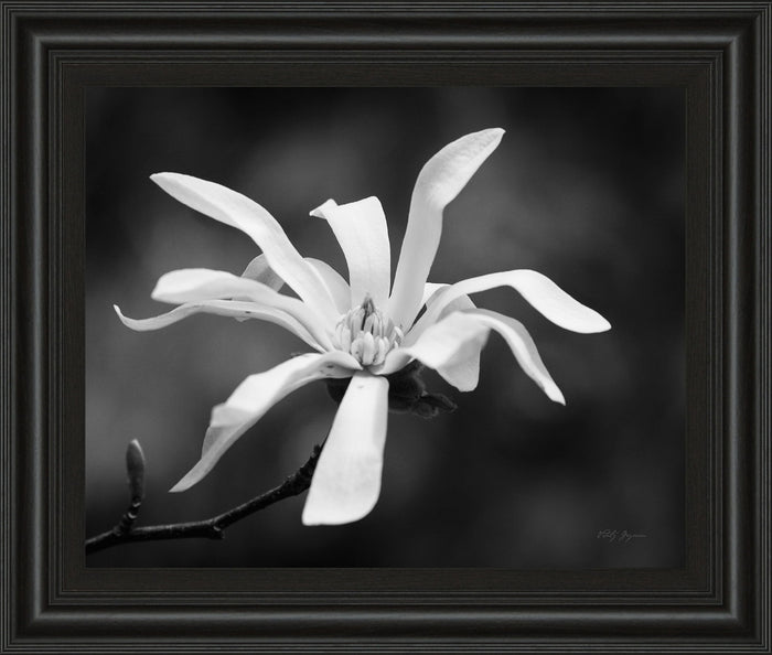 Magnolia Dreams I By Geyman Vitaly - Framed Print Wall Art - Dark Gray