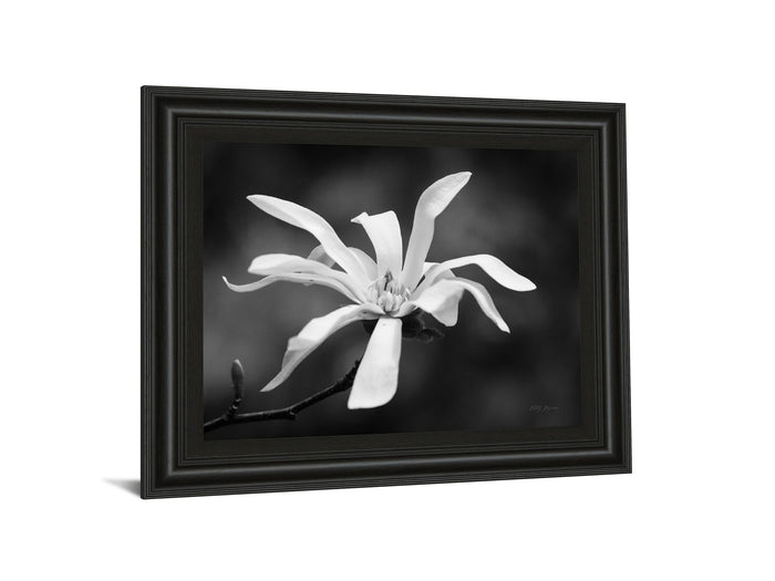 Magnolia Dreams I By Geyman Vitaly - Framed Print Wall Art - Dark Gray