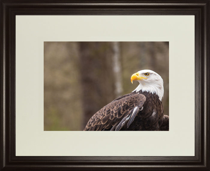 Majestic Eagle By Garytog Double Matted - Framed Print Wall Art - Light Brown