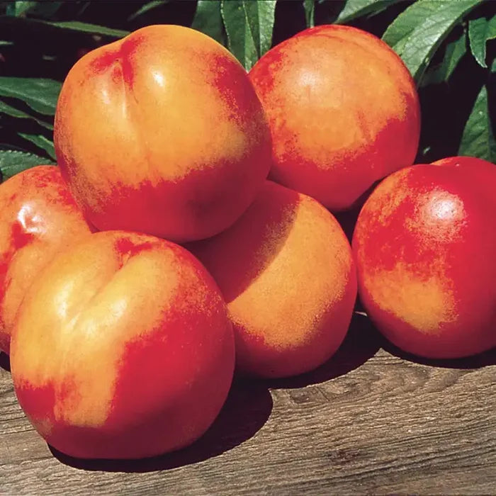 Mericrest Nectarine Tree