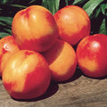 Mericrest Nectarine Tree