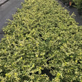 Moonshadow Euonymus