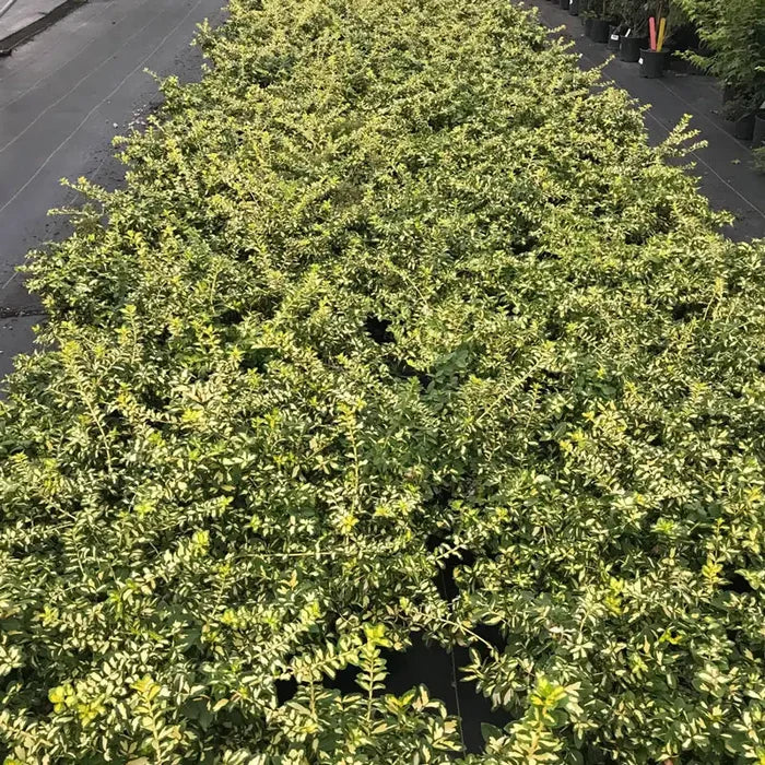 Moonshadow Euonymus