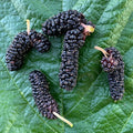 Mulberry Illinois Everbearing