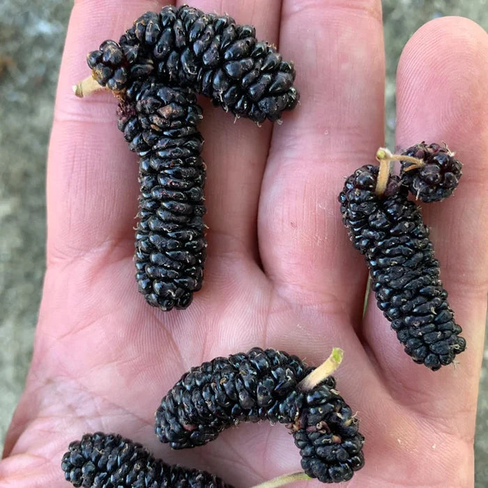 Mulberry Illinois Everbearing