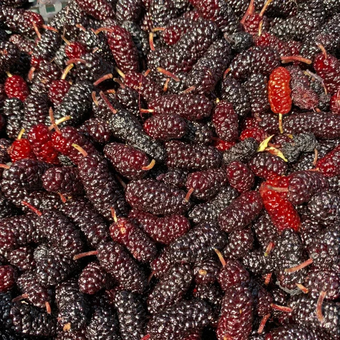 Mulberry Illinois Everbearing