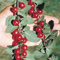 Nanking Cherry Bush