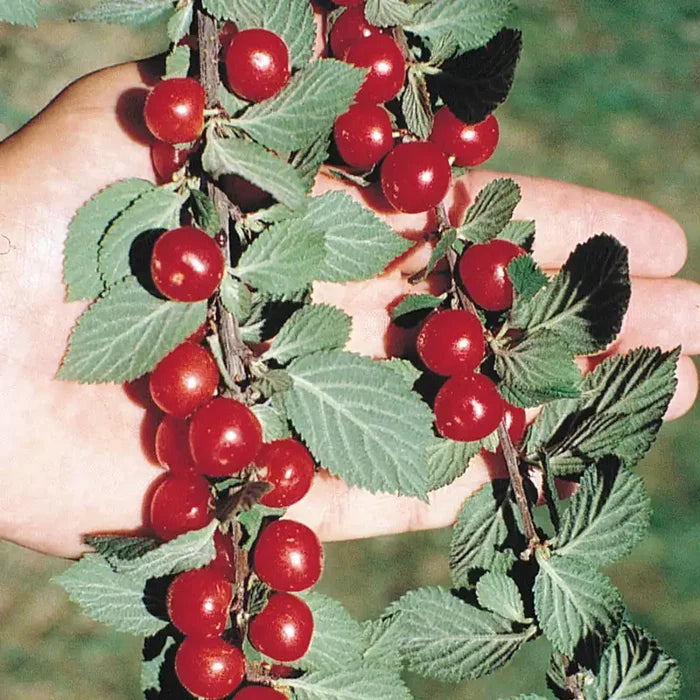 Nanking Cherry Bush
