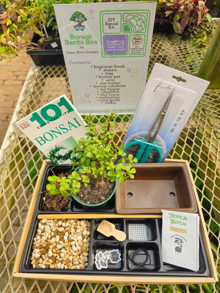 NEW! Bonsai Bento Box