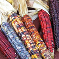 Painted Mountain Ornamental Corn Seed (Pkt of Approx. 50 Seeds)