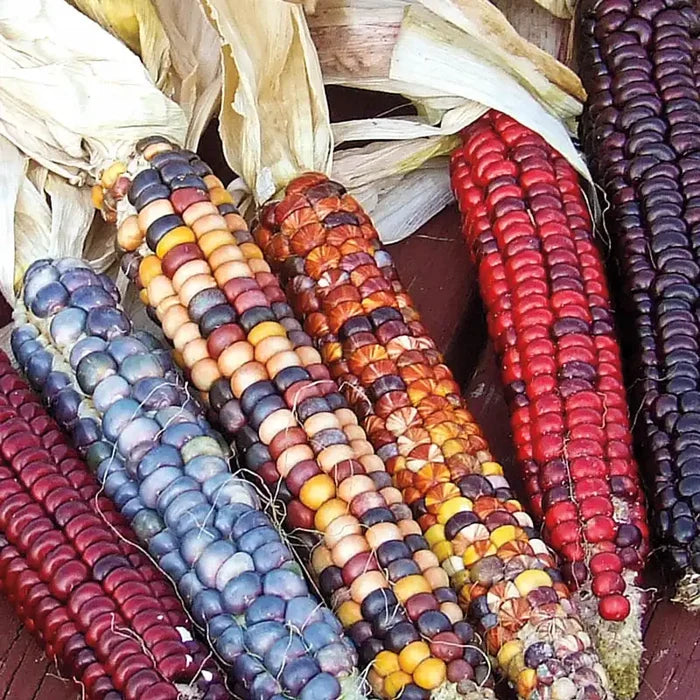 Painted Mountain Ornamental Corn Seed (Pkt of Approx. 50 Seeds)