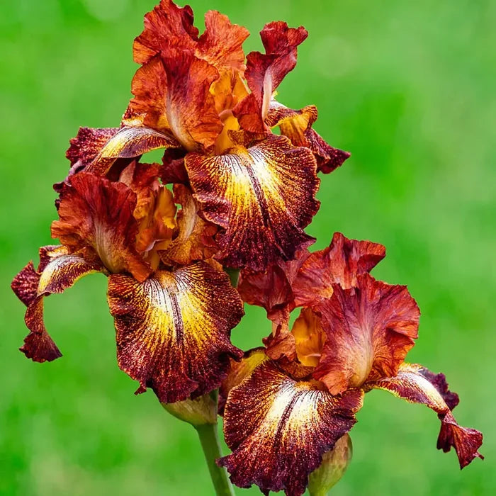 Paprika Fono's Reblooming German Iris