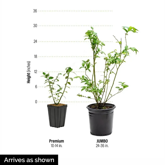 Patriot Northern Highbush Blueberry Plant