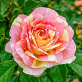 Pop Art™ Grandiflora Rose