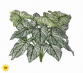 PU UV Treated Calladium Bush