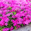 Scarlet Flame Carpet Phlox