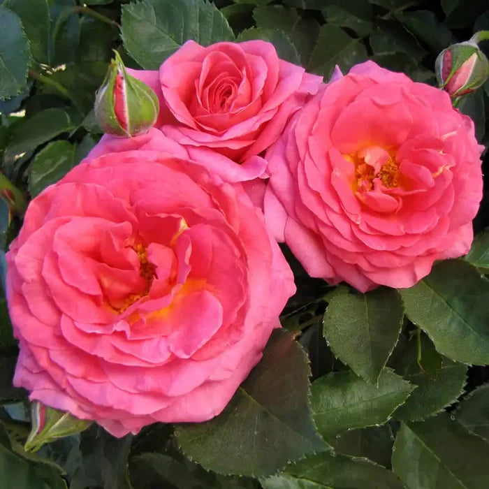 Time After Time™  Rose
